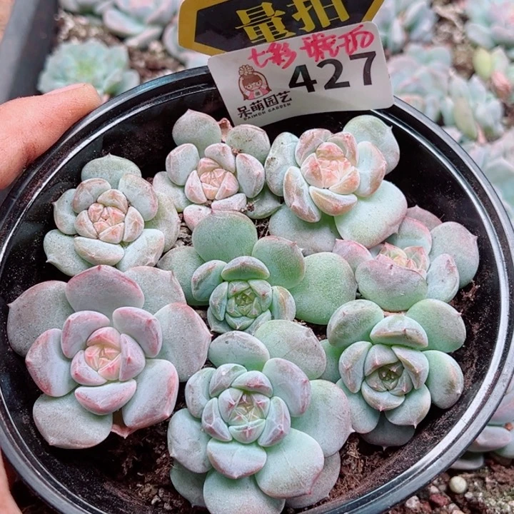 多肉植物多肉植物