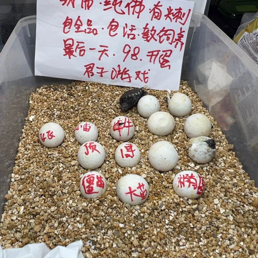 母小鳄龟?****不退不换