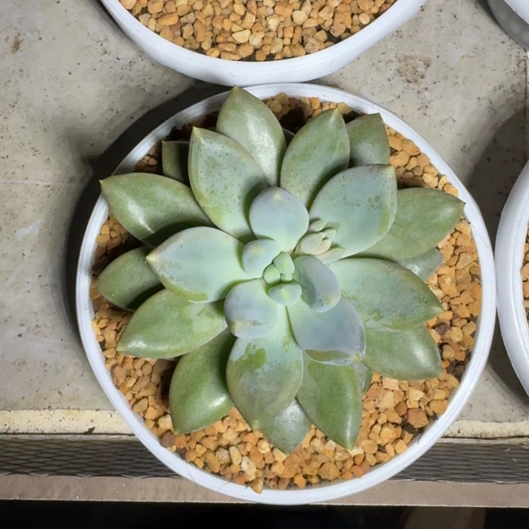 黄胖体 哥特 单头 一物一拍