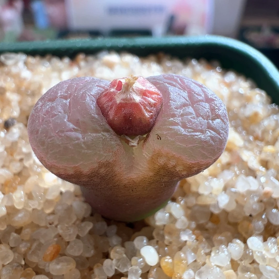 500。优选翻窗C10杂