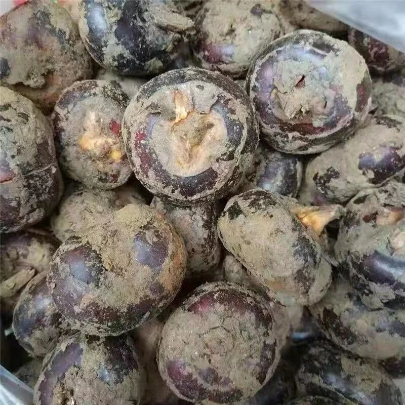 马蹄荸荠马蹄荸荠