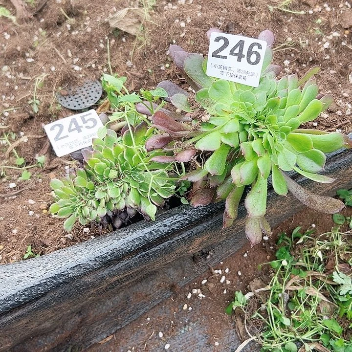 245-246两颗、多肉植物