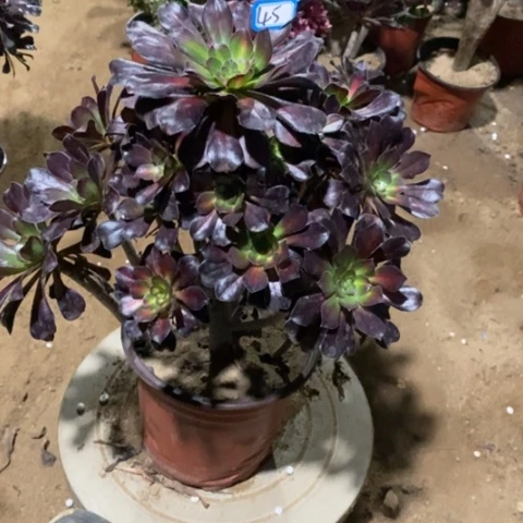 晚霞捧花一物一拍