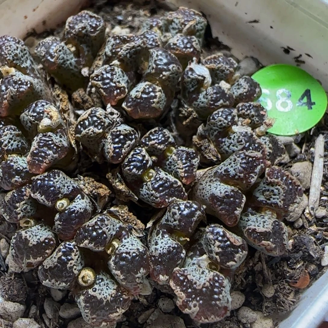 24头漂亮多肉植物684