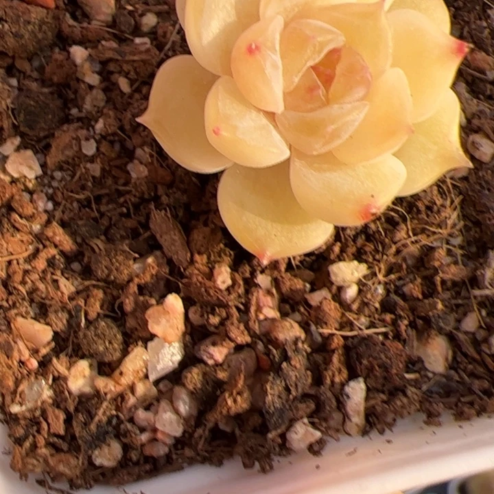 ****星星专拍链接啊啊啊