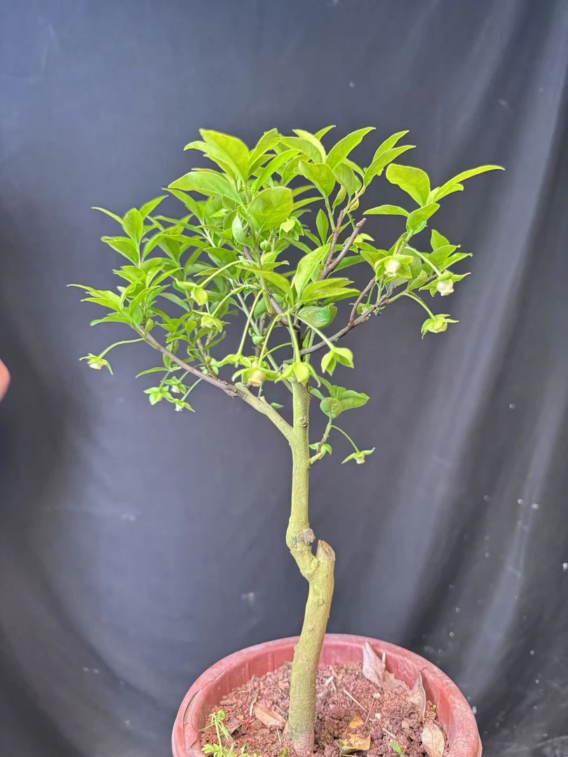 金弹子大型绿植组合