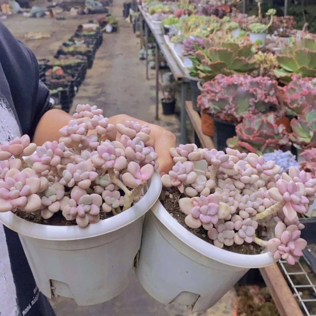 艾伦整桩整群两盆