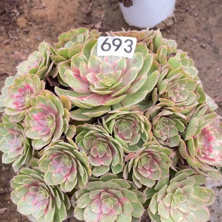 无花朵693多肉植物缤纷秋色