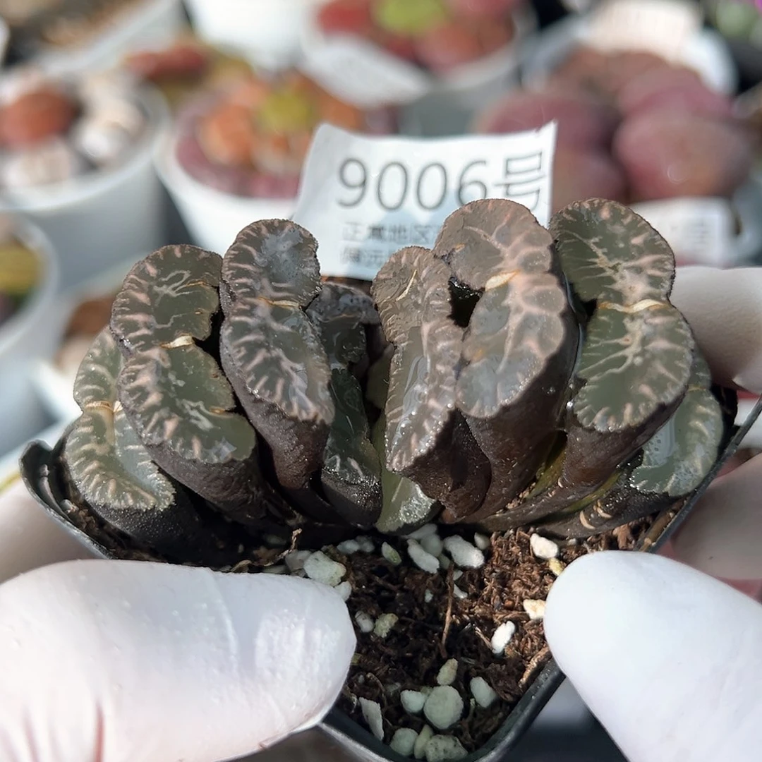 好养易活生石花大母本9006