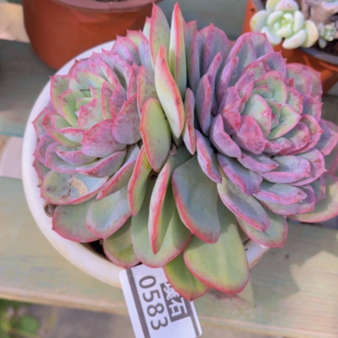 【闪购商品】平**康晨露拉丝锦0583