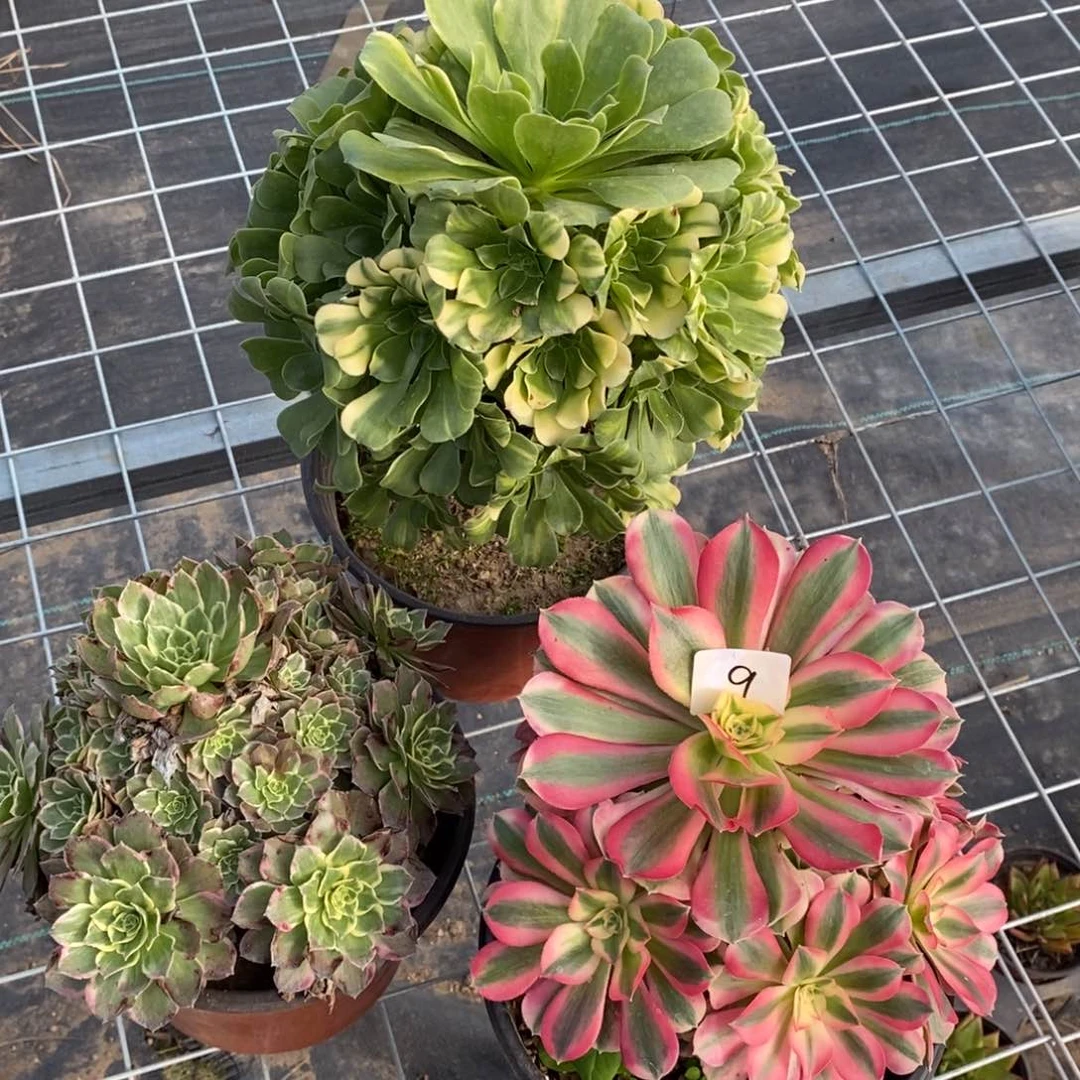 全部花朵多肉植物组合拼盘9