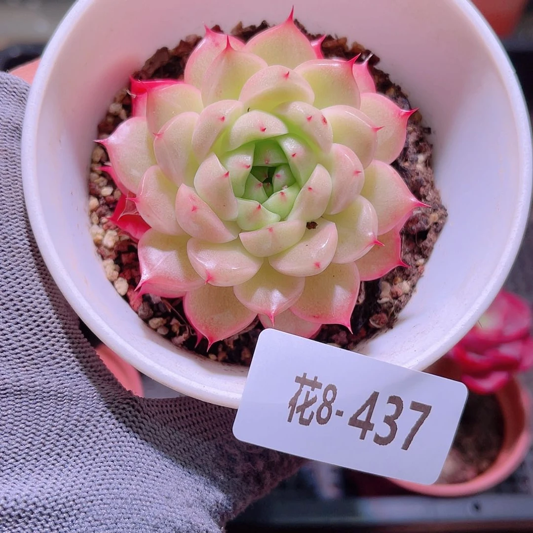 花08-437海王单头