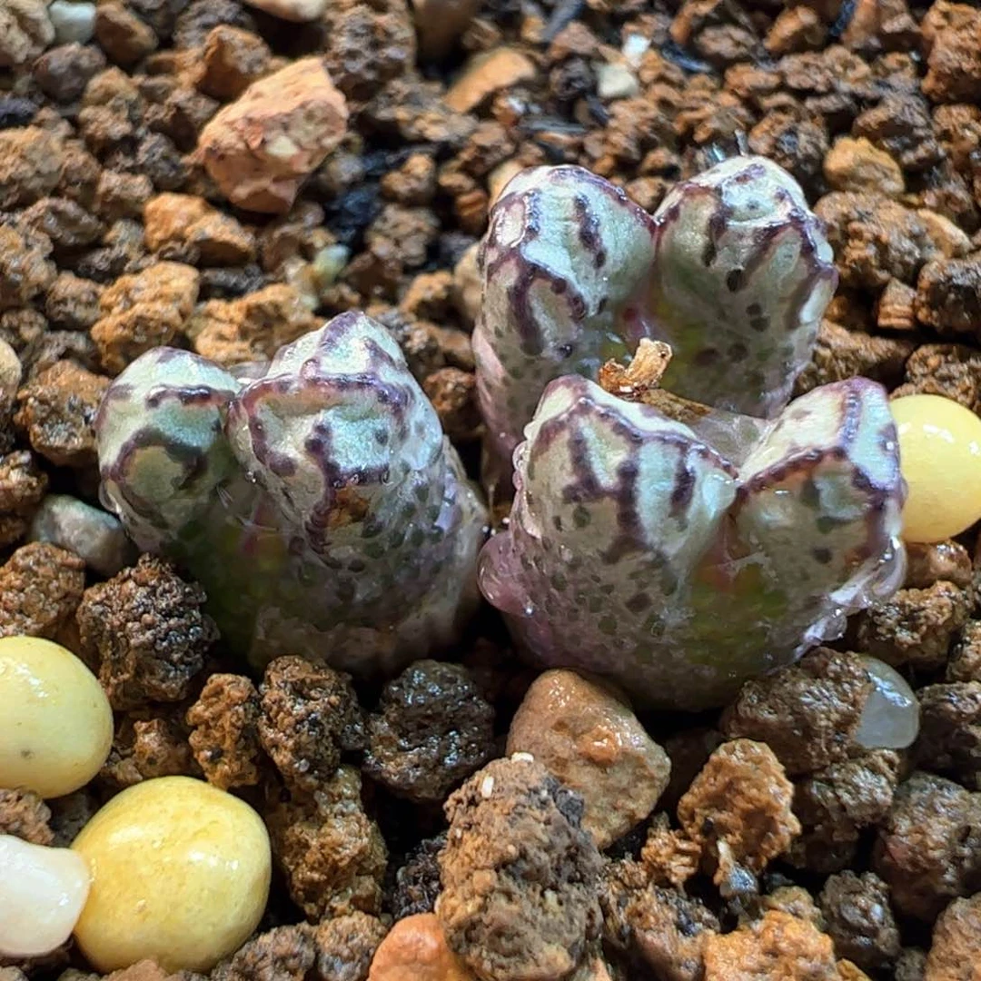 大春传多肉植物百科