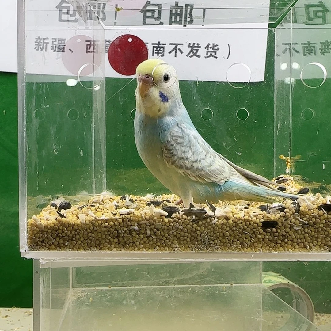 虎皮鹦鹉大头鹦鹉