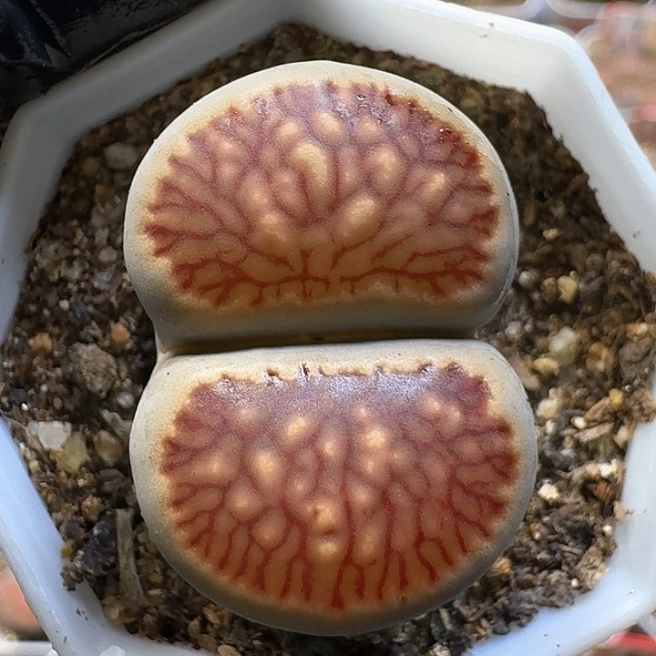 生石花112111。  181