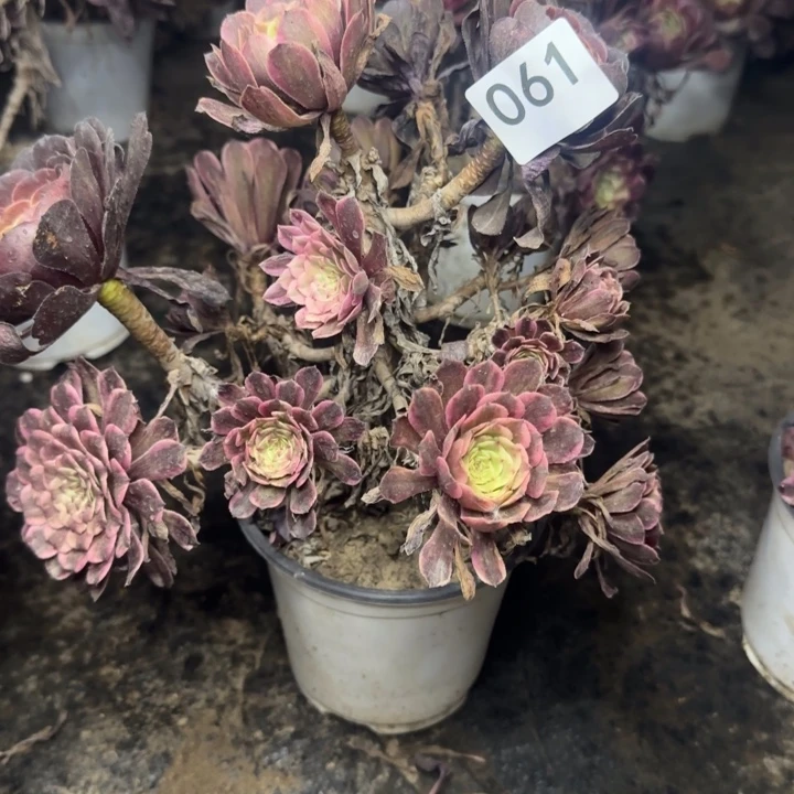 超**贝061。