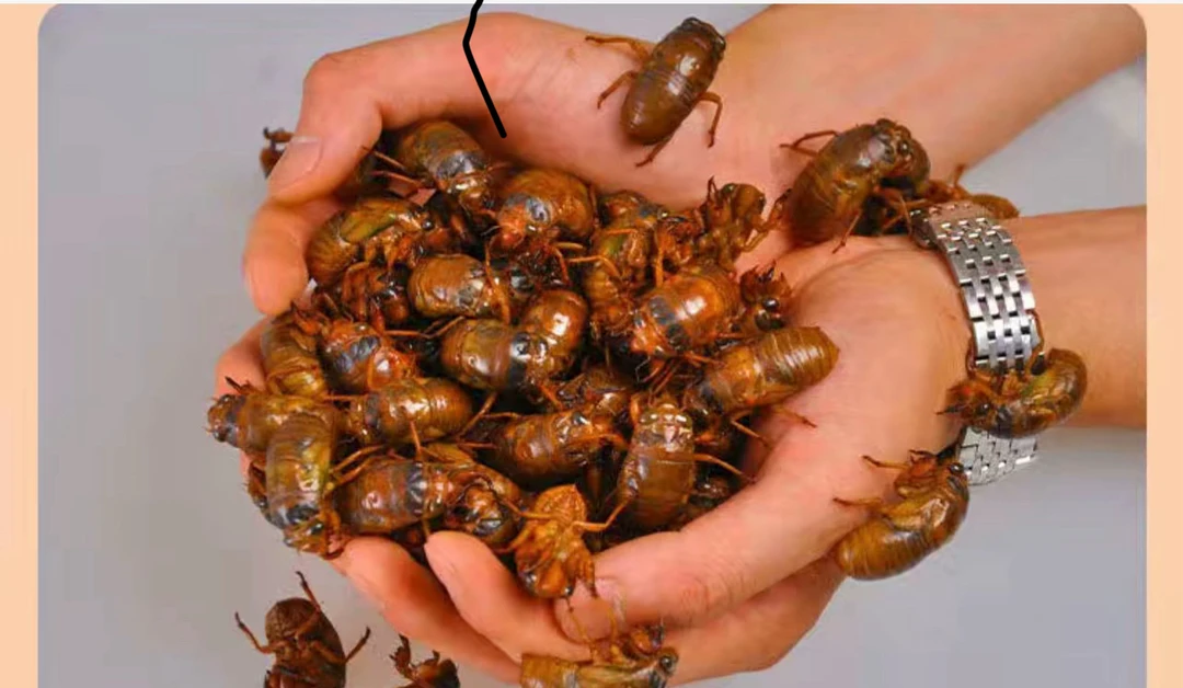 邳州特产结喽龟可烧烤油炸（收到货及时取件放冰箱冷冻）