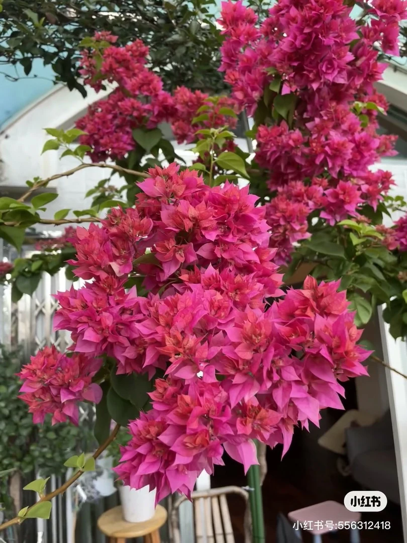 三角梅一物一拍(亏米出)掉花掉叶轻微折枝光杆介意勿拍三角梅花卉