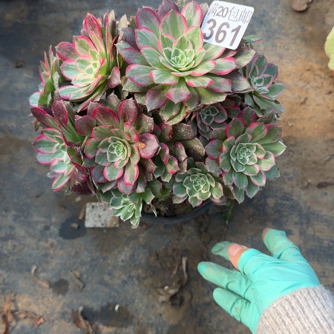 莲花361满20包邮断枝不包