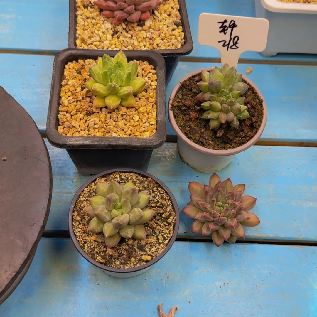 熙*轩组合多肉发货