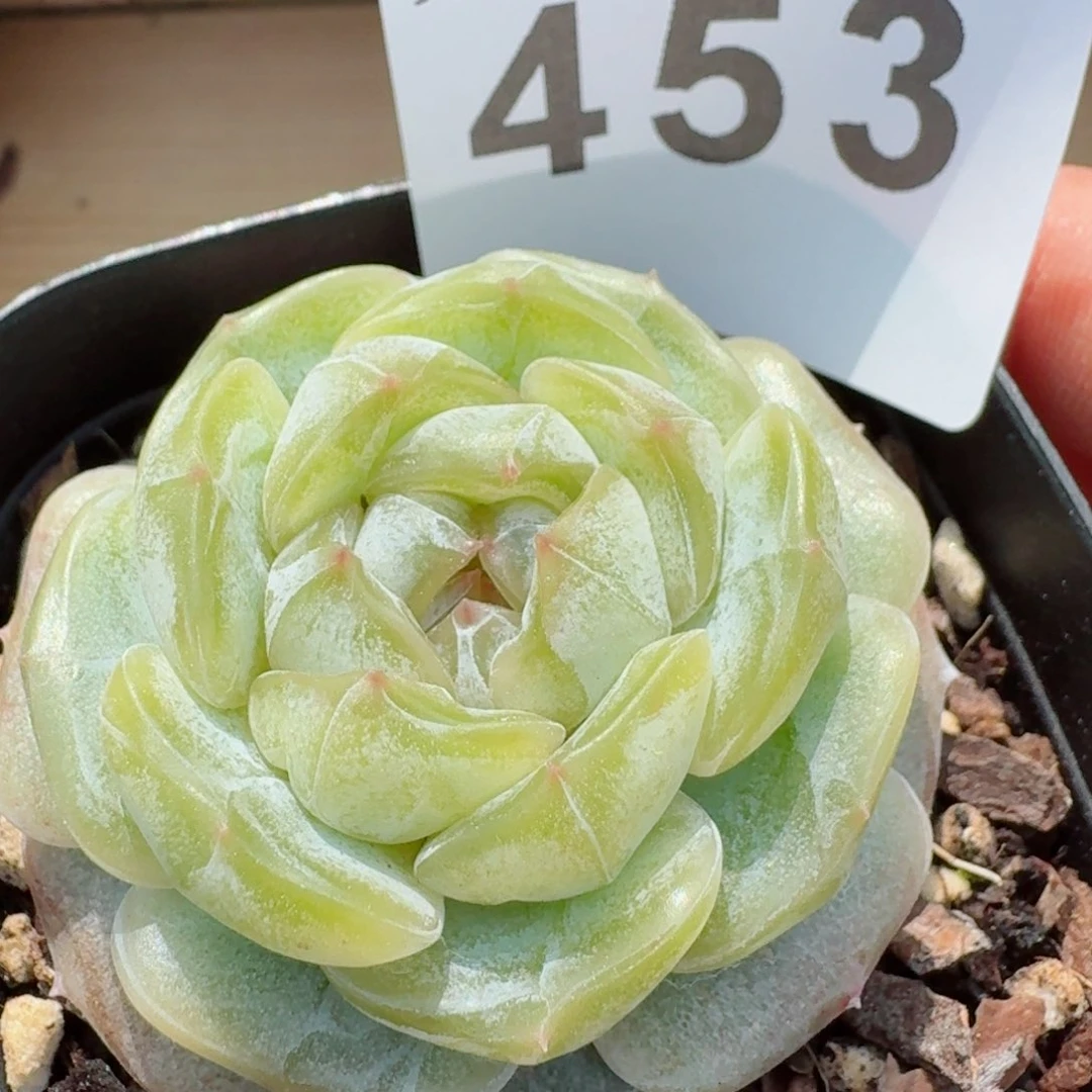 孤品         精品多肉