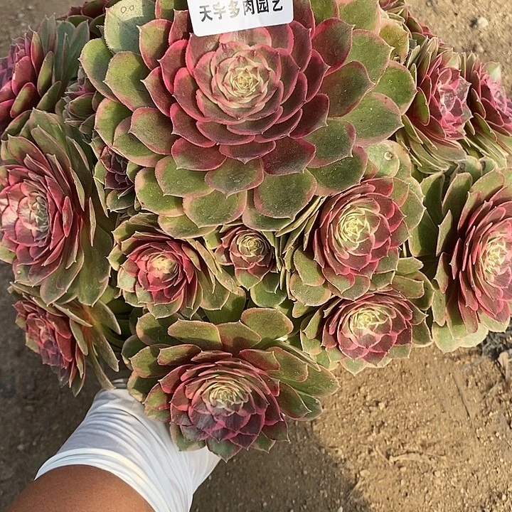 多肉植物粉花妖808多肉