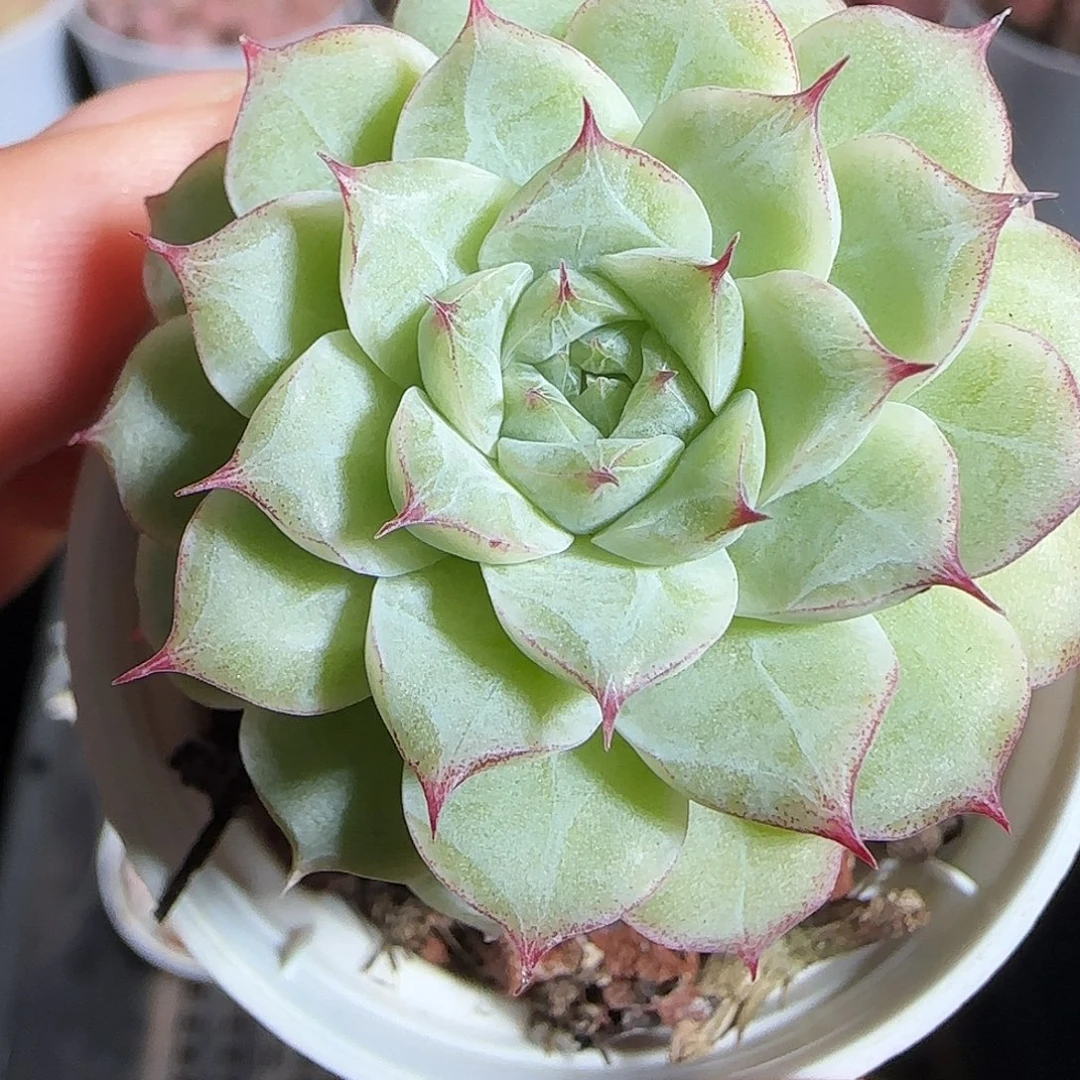 多肉1219-59紫女王