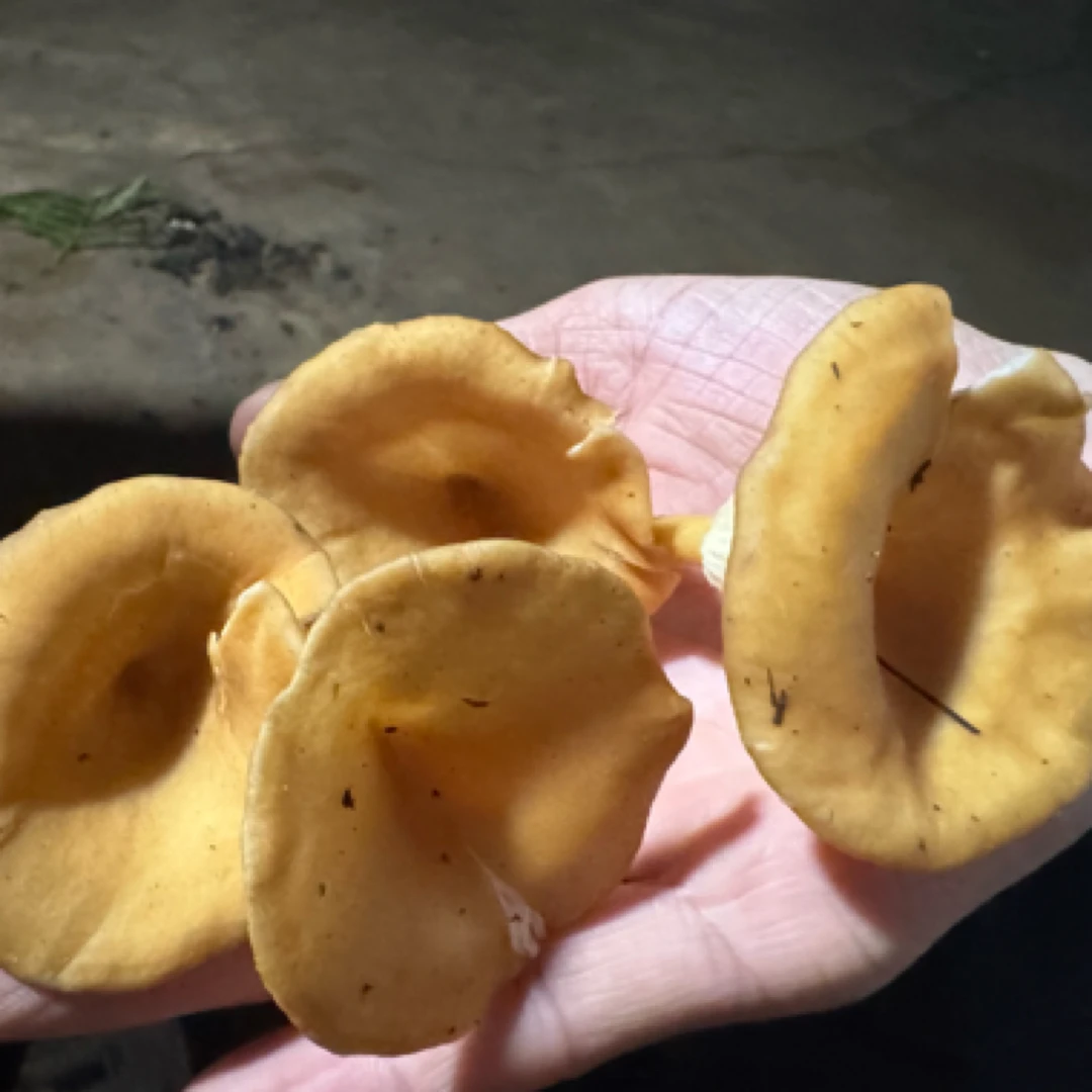 云南美味野生黄丝菌