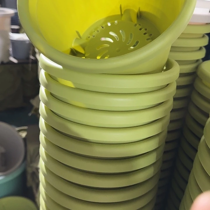 四季3号果绿带托20套特价