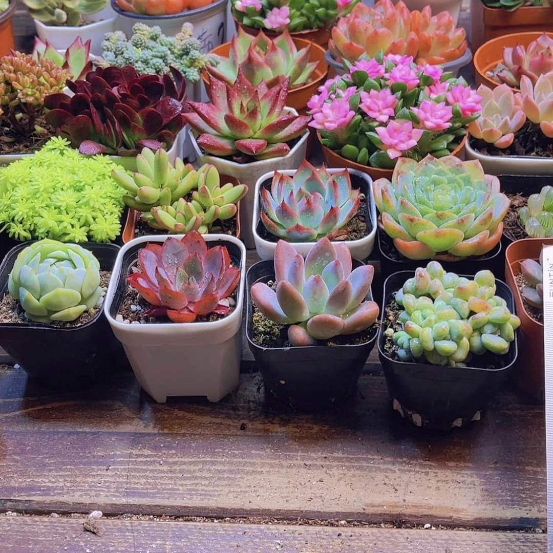 随机套餐10盆不固定品种 带盆