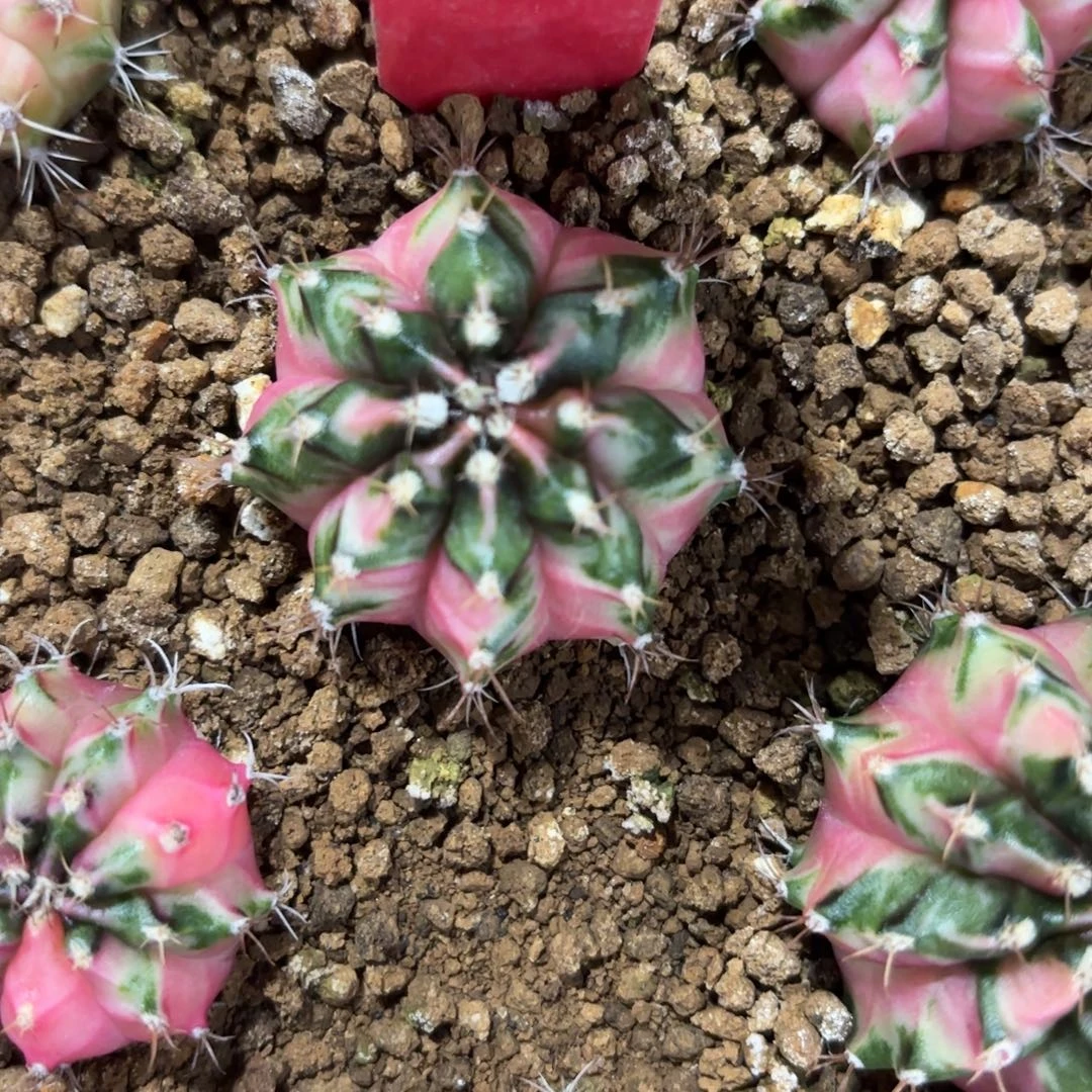 296-1126泰国发货多肉