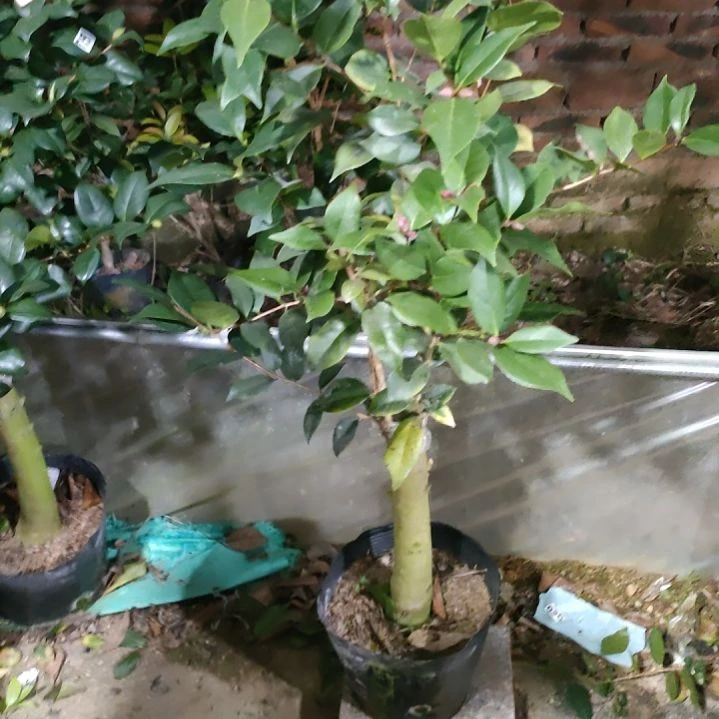 756白五，超墨，原盆原土发货，不包邮