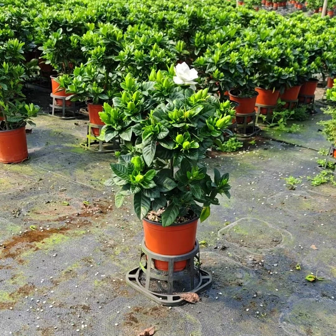 小叶棒棒糖栀子花浓香型带花苞发货四季开花