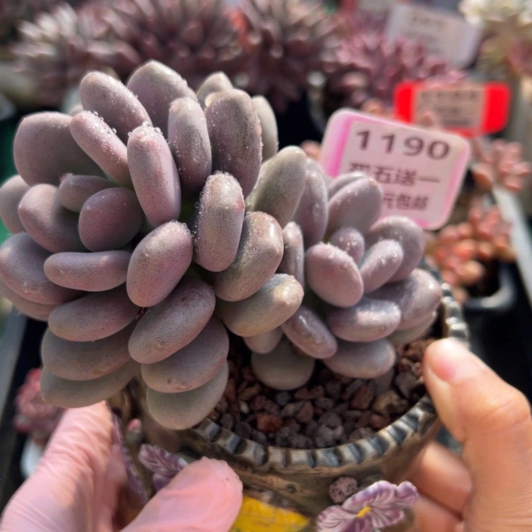 表妹精品多肉植物1190.