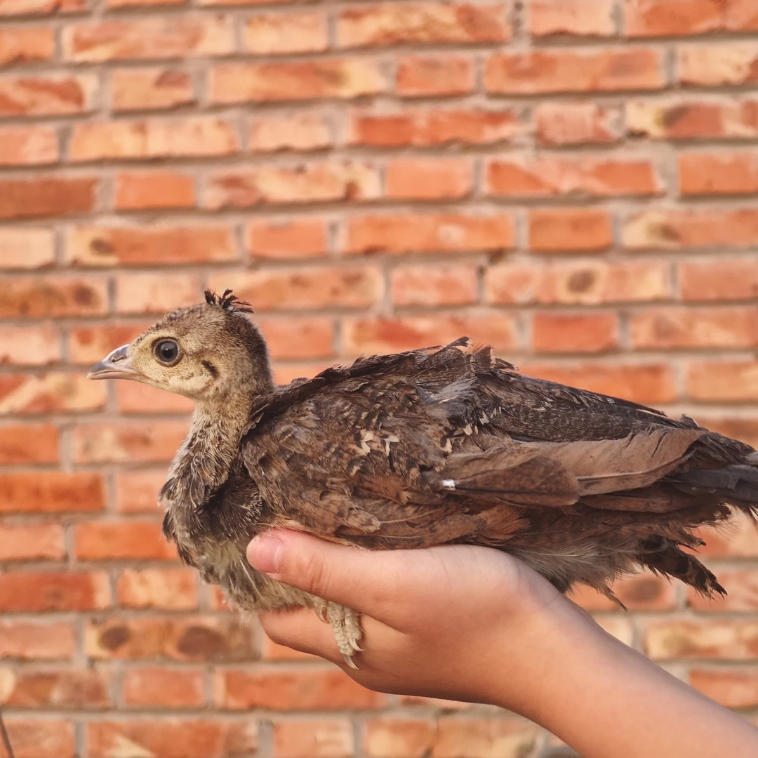 漂亮美丽会开屏的小蓝一对（2只）