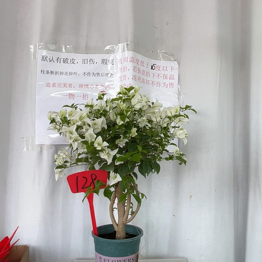 当前无花栽培后可以开花128白雪公主桩，有旧伤破皮