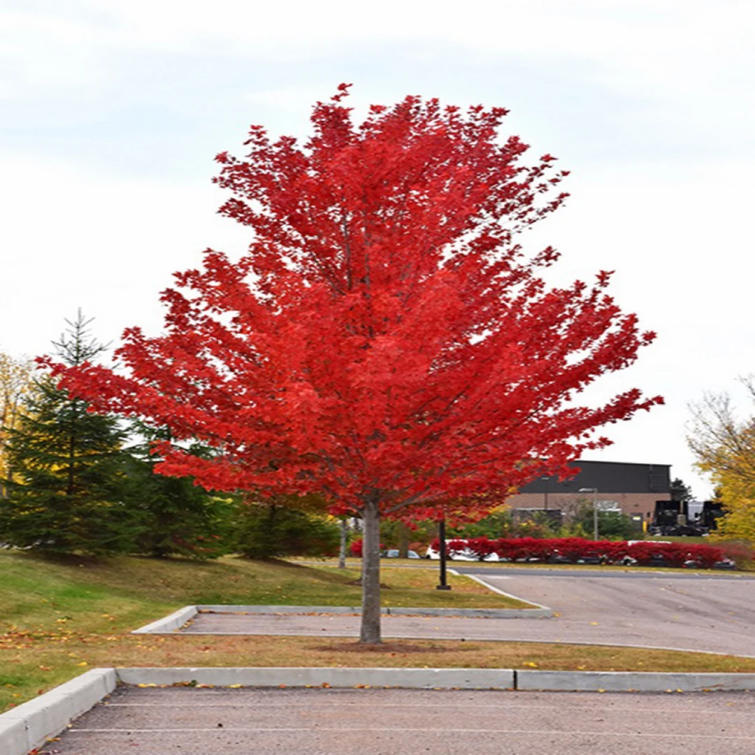 中国红枫 日本红枫 红舞姬 三季红 中华小叶红 别墅庭院 景观绿化
