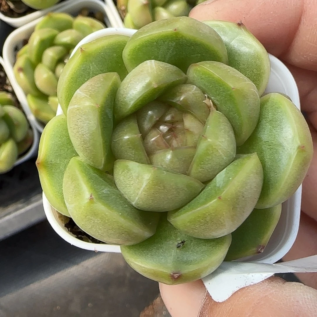 小卡拉米糖心一物一拍27-134