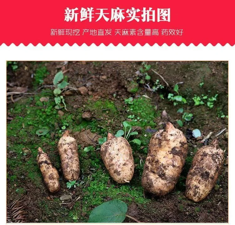 原产地云南昭通小草坝新鲜天麻。品质优良，种类齐全