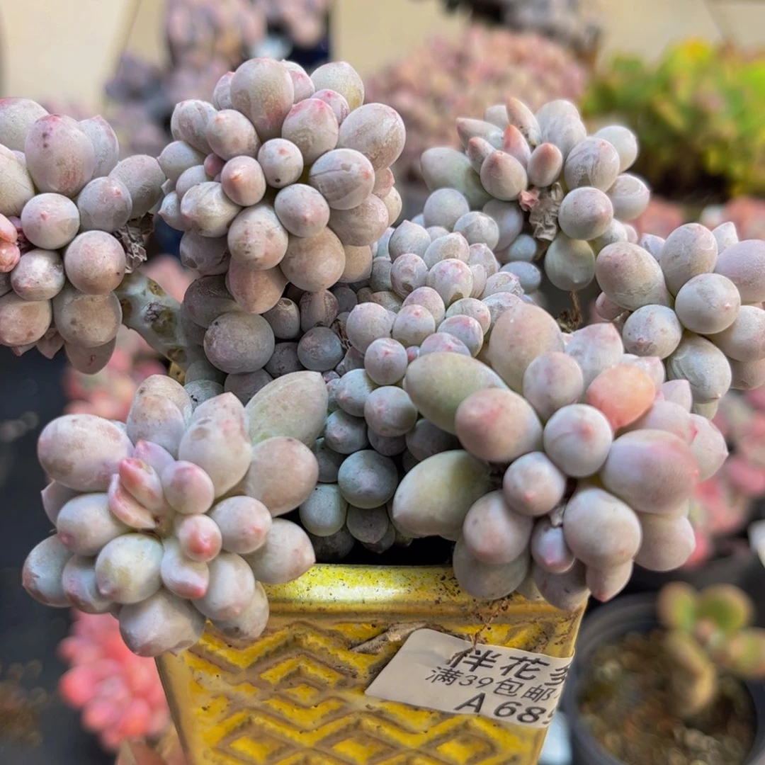 689香水手指10cm多肉植物