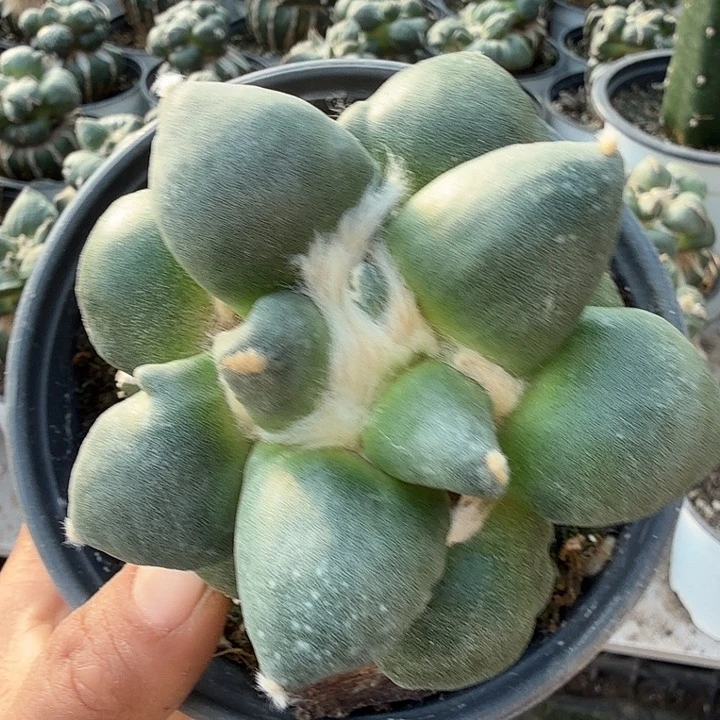 无花朵324达摩青瓷牡丹