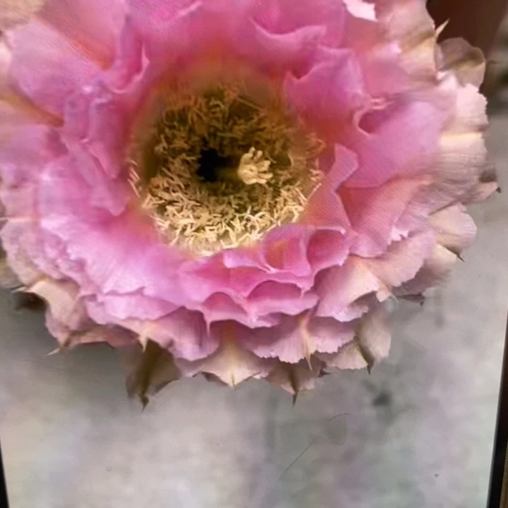 彩草318号侧芽4公分左右