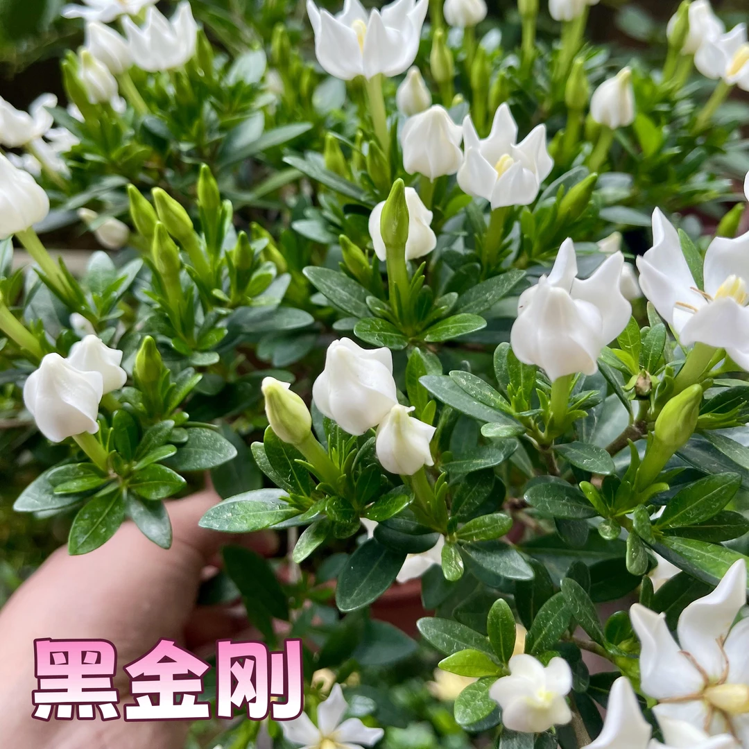 【黑金刚】栀子花贵货品种小叶栀子花浓香耐热绿植花卉室内外植物