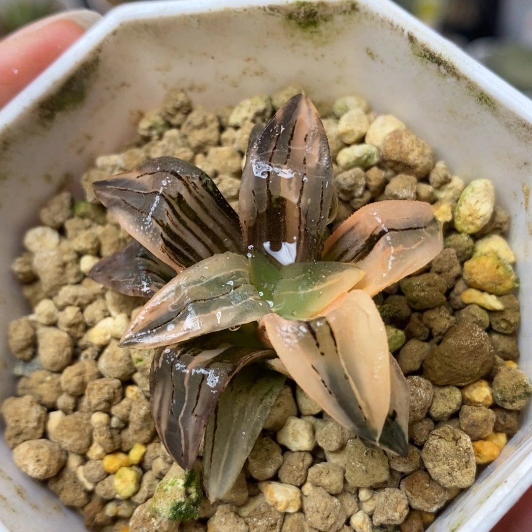 236红纹寿锦一物一拍