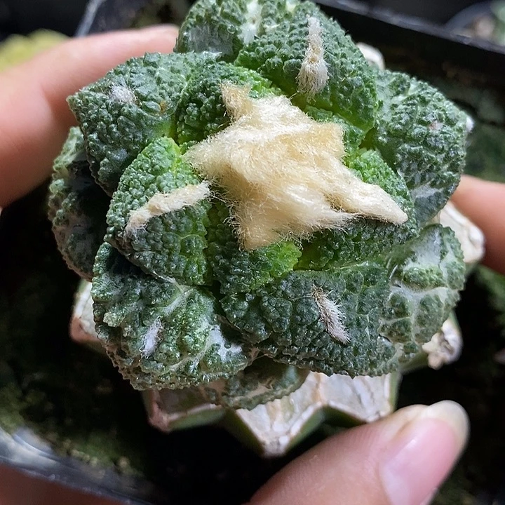 苗接龟甲牡丹。533号