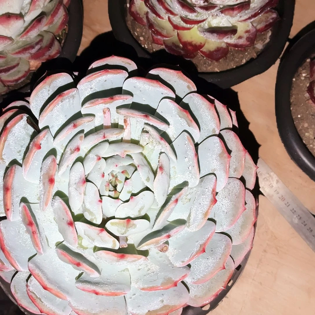 初劳橙39多肉植物