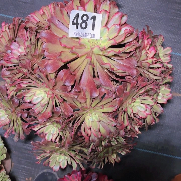 【闪购商品】蜂**人481雪姬2-14