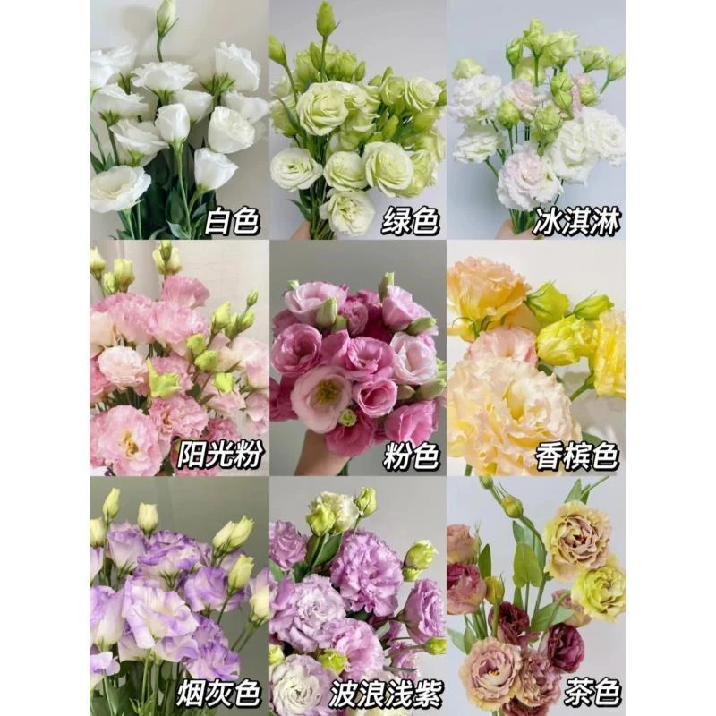 爆款【 混色洋桔梗】300-400克左右-全场鲜花任意2单送配草、三单送