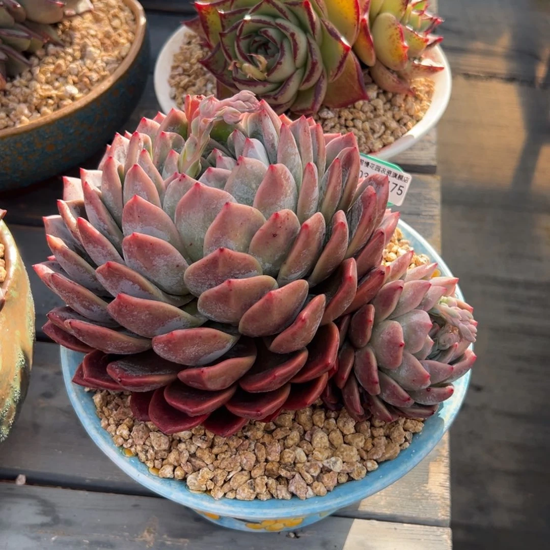 多肉一物一拍0303-175