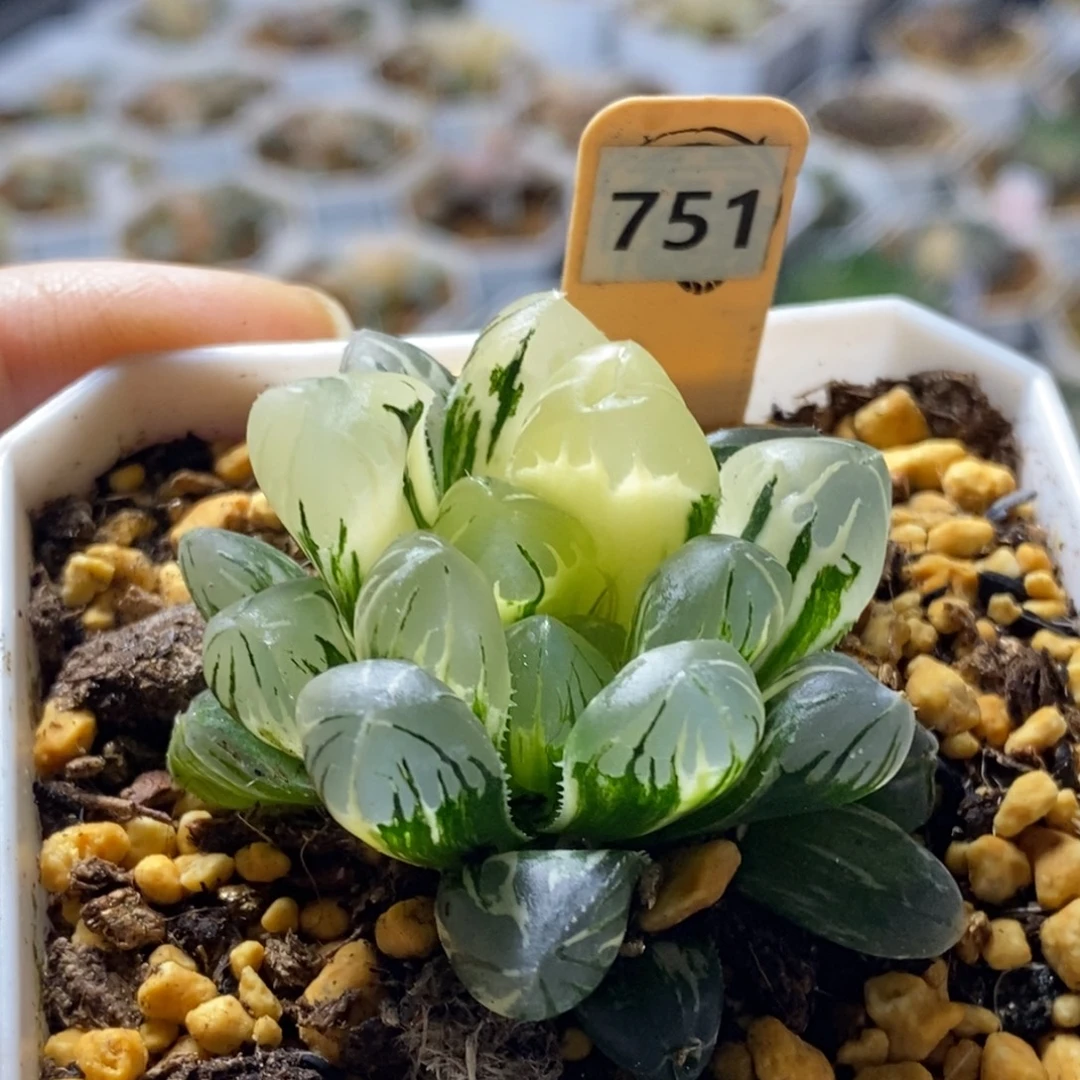 751号玉露锦玉露锦